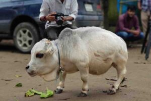 The name of the world's smallest cow has been included in the Guinness Book of World Records