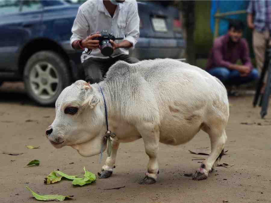 The name of the world's smallest cow has been included in the Guinness Book of World Records