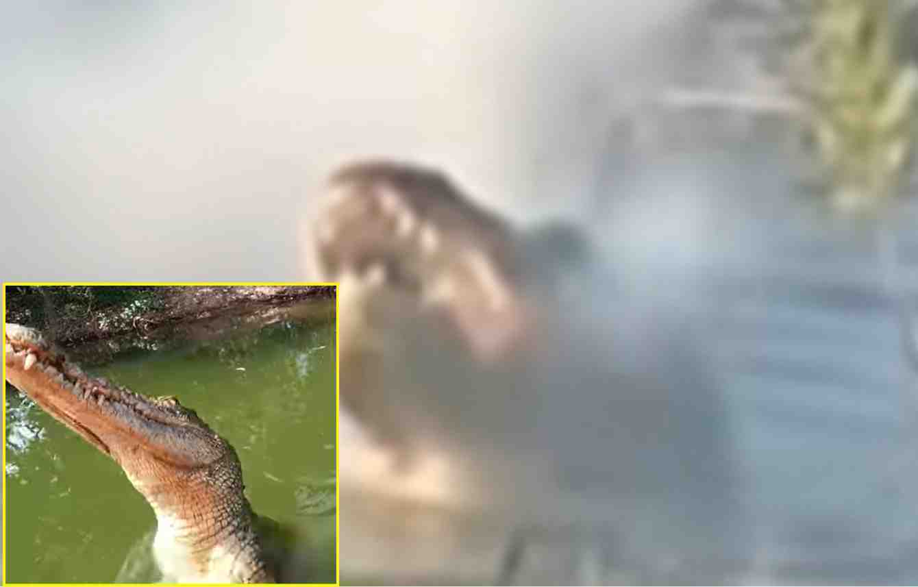 the-gator-swallowed-the-shooting-drone