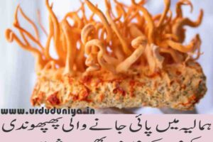 Himalayan fungus Cordyceps sinensis