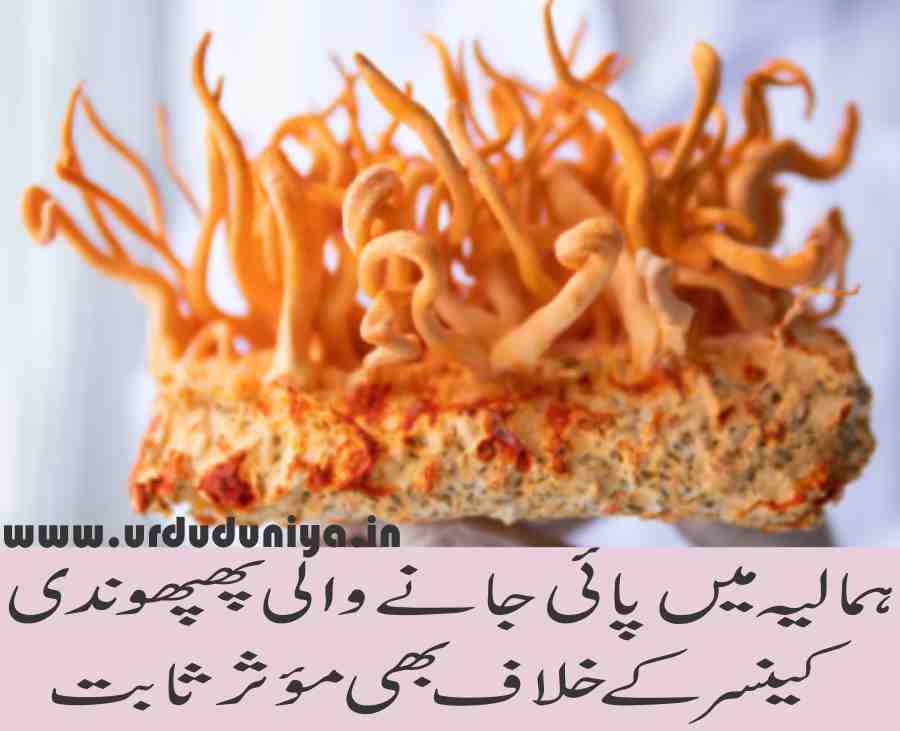 Himalayan fungus Cordyceps sinensis