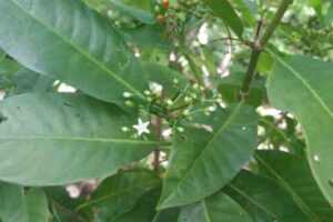 Painkiller-Metallifi-plant