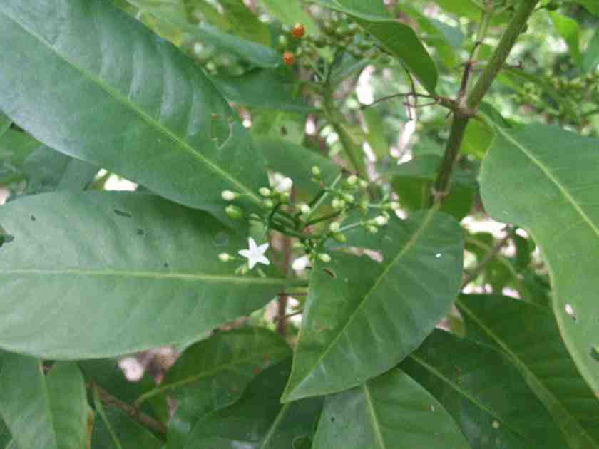 Painkiller-Metallifi-plant