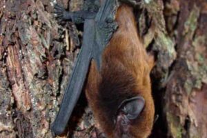 new-zealand-bird-contest-pekapeka-tou-roa-wins-bird-of-the-year