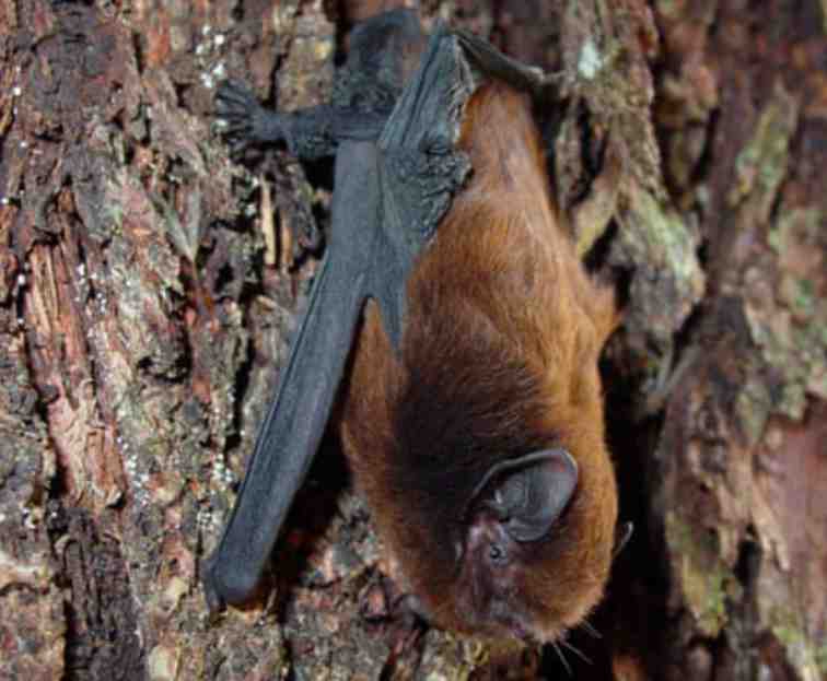 new-zealand-bird-contest-pekapeka-tou-roa-wins-bird-of-the-year