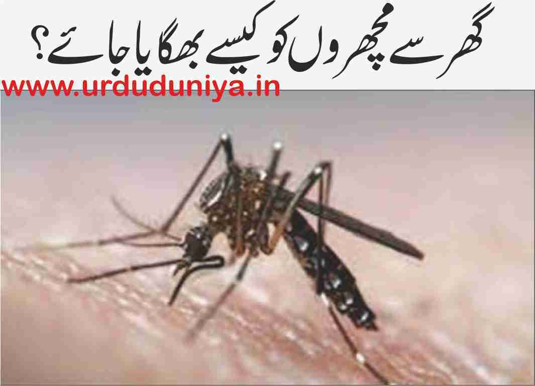 Here are ways to get rid of mosquitoes inside the house