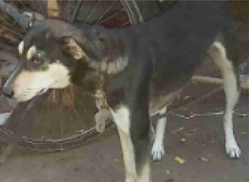 The son hanged himself after insisting on driving the pet dog out of the house