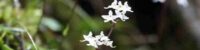 discovery-of-a-new-species-of-plant-Orchids-in-china
