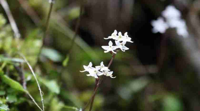 discovery-of-a-new-species-of-plant-Orchids-in-china