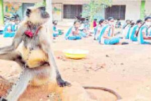 guardian-of-langur-school-girls