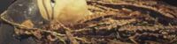 the-mystery-of-pharaohs-mummy-was-solved-3000-years-later