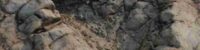 Discovery of dinosaur footprints found millions of years ago footprints