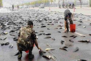 In Texas when it started raining fish from the sky