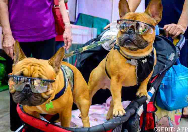 USA-DOGS