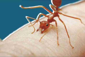 dont-kill-an-ant-bite-but-thank-it