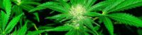 cannabis-compounds-can-stop-covid-research-reveals