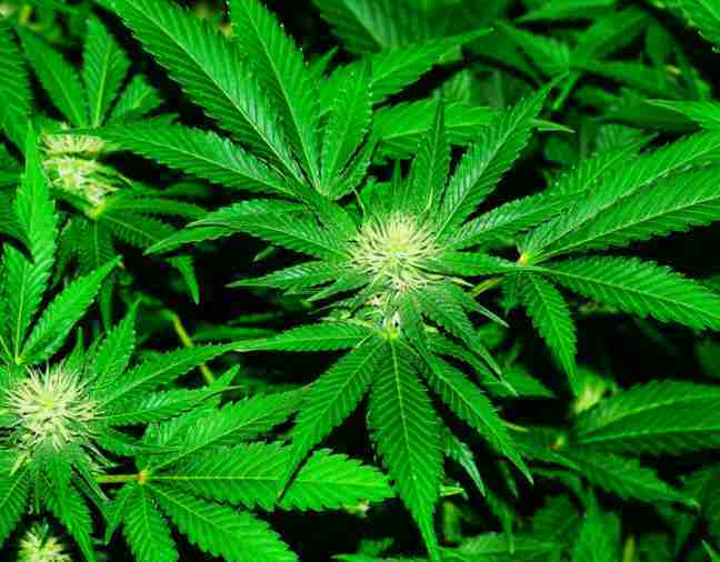 cannabis-compounds-can-stop-covid-research-reveals