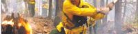 forest-fires-are-useful-for-reducing-carbon-dioxide-research-says