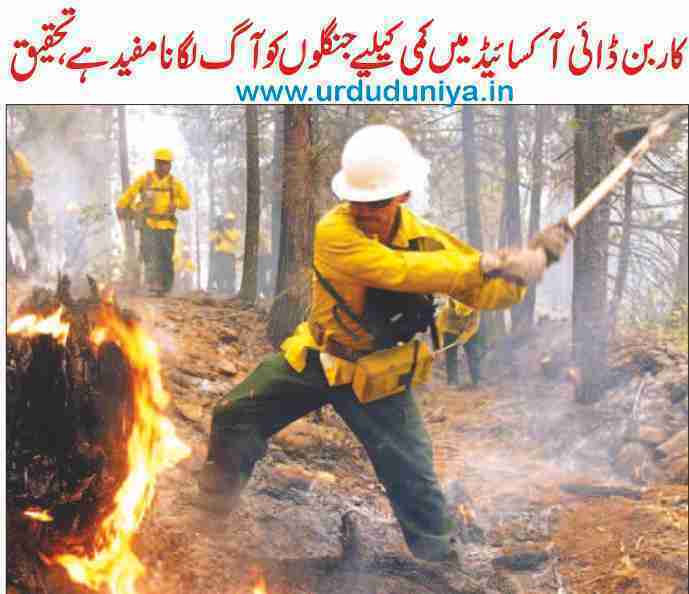 forest-fires-are-useful-for-reducing-carbon-dioxide-research-says