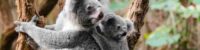 koala australia