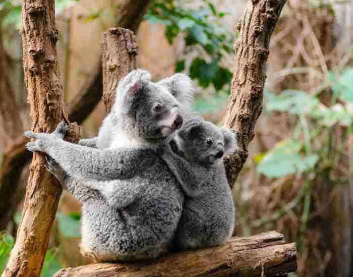 koala australia