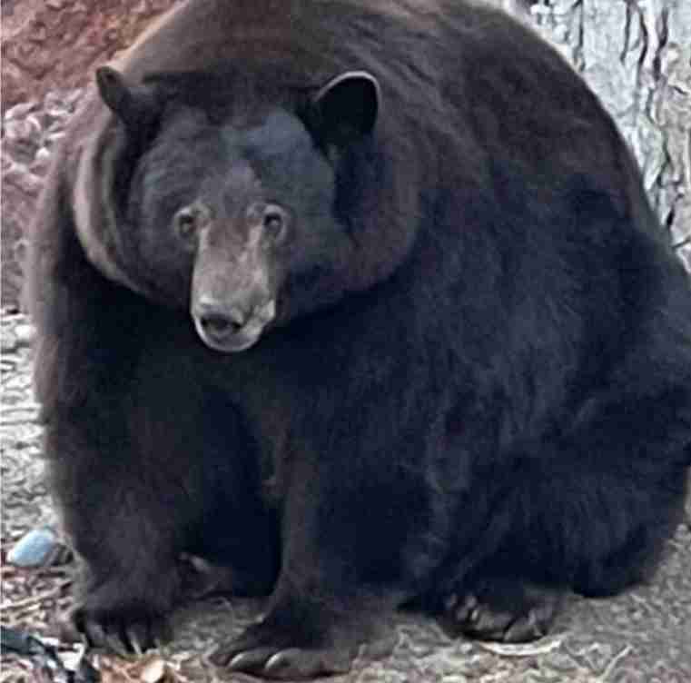 Hank the Tank Why did US authorities search for a 500-pound bear