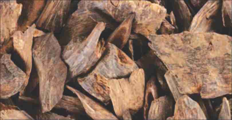 Oud_perfume_is_most_expensive-wood_in_the-world