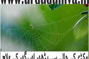 مکڑی کے جالے سے پٹھوں اور رگوں کے علاج