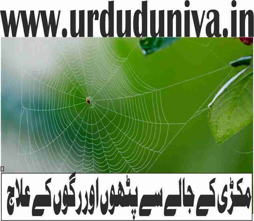 مکڑی کے جالے سے پٹھوں اور رگوں کے علاج