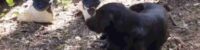 why-is-a-black-dog-sitting-near-the-grave-of-moroccan-child-rayan-awram