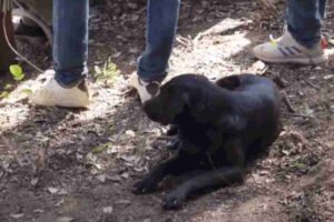 why-is-a-black-dog-sitting-near-the-grave-of-moroccan-child-rayan-awram