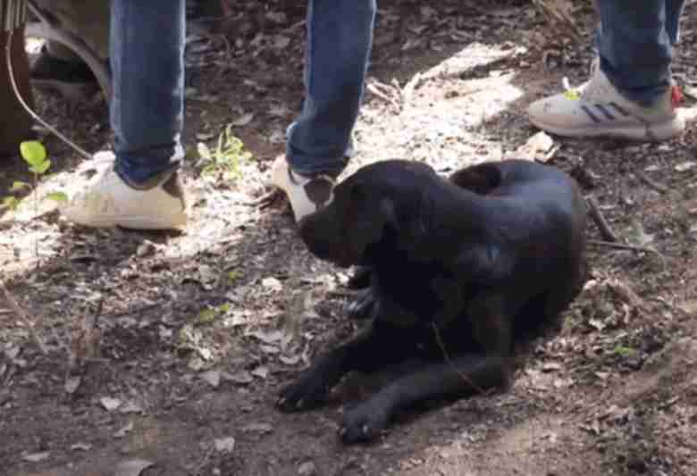 why-is-a-black-dog-sitting-near-the-grave-of-moroccan-child-rayan-awram