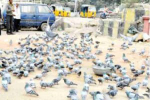 Dangers of feeding pigeons