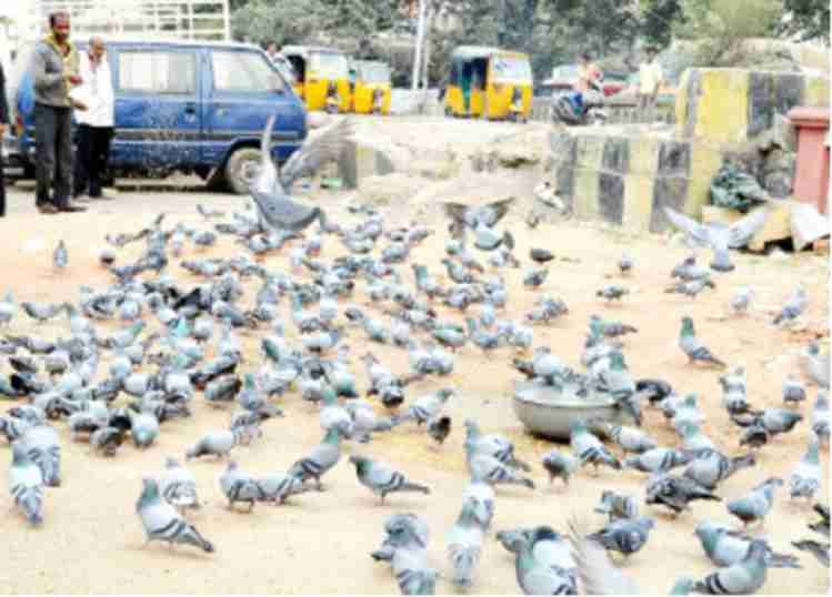 Dangers of feeding pigeons
