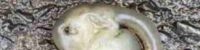 alien-like-mysterious-creatures-appear-after-rains-in-australia