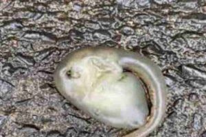 alien-like-mysterious-creatures-appear-after-rains-in-australia