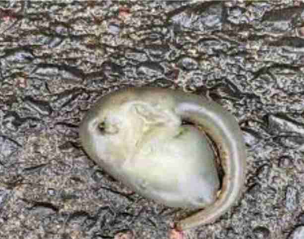 alien-like-mysterious-creatures-appear-after-rains-in-australia