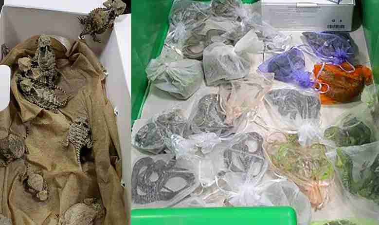 united-states-more-than-1700-reptile-smugglers-arrested