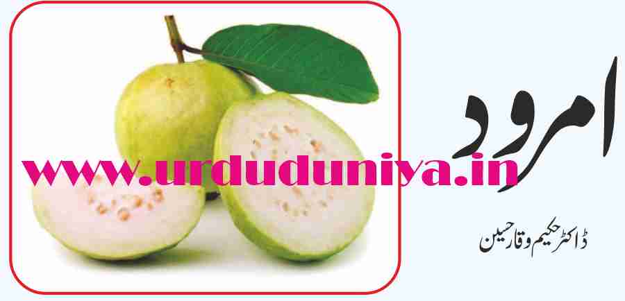Guava fruit امرود