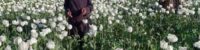 The Taliban banned the cultivation of drugs