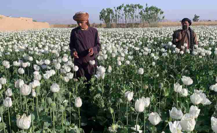 The Taliban banned the cultivation of drugs