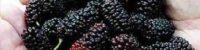 mulberry-benefits-for-health