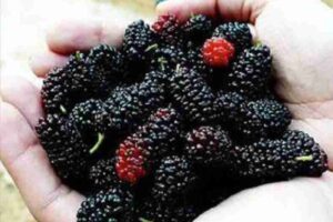 mulberry-benefits-for-health