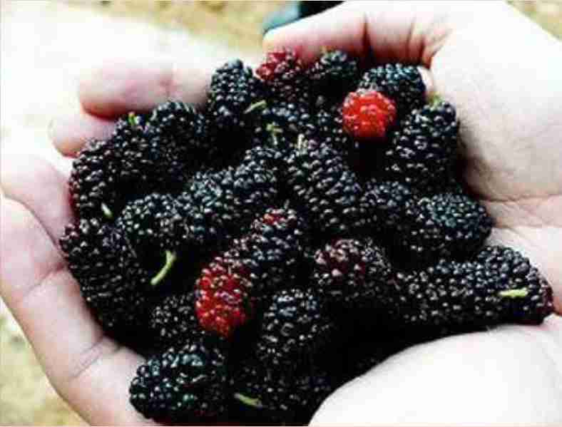 mulberry-benefits-for-health