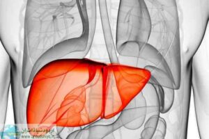 liver