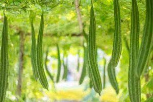 luffa vegetable benefits