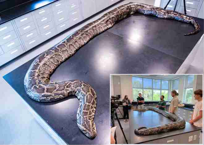 burmese python