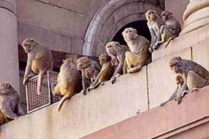 strange way to drive away monkeys in parliament premises