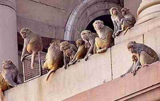 strange way to drive away monkeys in parliament premises