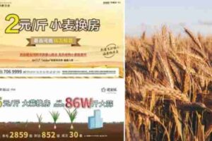 swap wheat for house in china